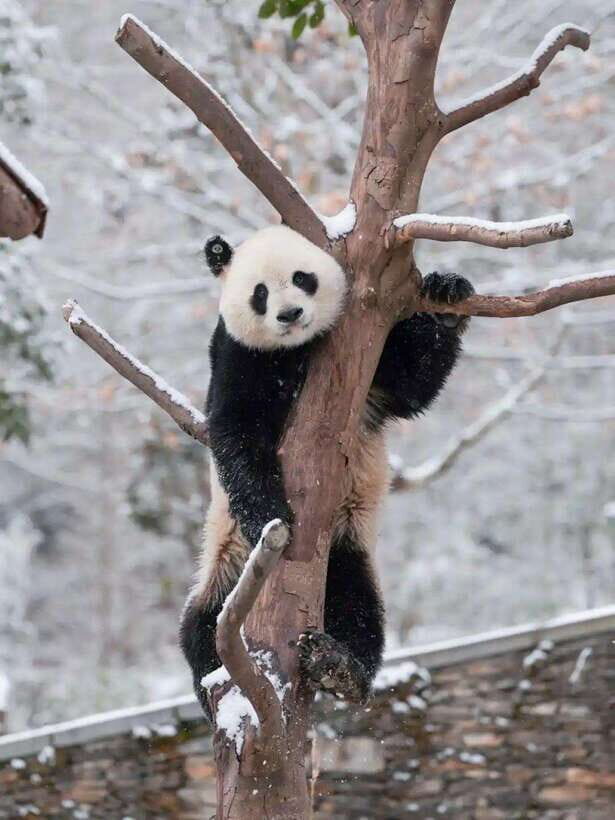 Chengdu: Hidden Wonders Day Tour with Wolong Panda Base - Should You Book This Chengdu Wolong Panda and Blue Tears Day Tour?