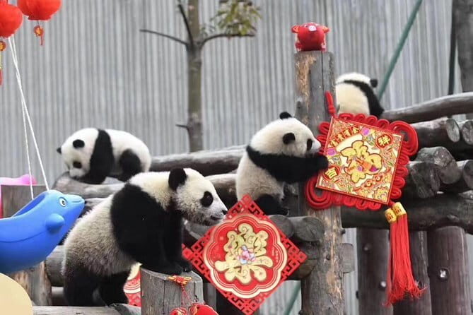Chengdu Kung Fu Panda Tour Tai Chi, Martial Arts and Panda Base - Dujiangyan and Chengdu’s famous panda-and-book stops