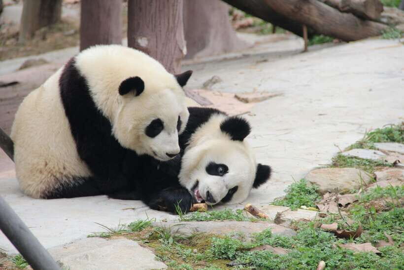 Chengdu: Leshan Buddha Optional Tours w/ Transfer or Guide - Panda Base Morning Add-On: See the Babies Before the Crowds