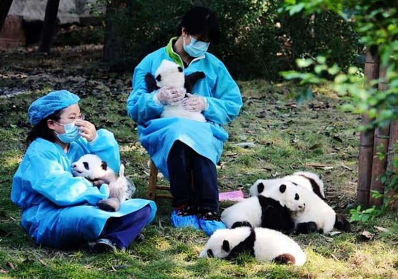 Chengdu Panda Base and Dujiangyan One-Day Private Tour - Key highlights at a glance