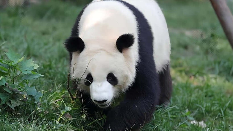 Chengdu Panda Base and Dujiangyan One-Day Private Tour - Who this tour fits best (and who might prefer something else)