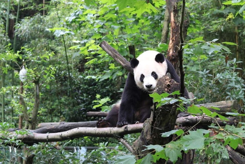 Chengdu Panda Base and Dujiangyan One-Day Private Tour - Why this Chengdu-and-Dujiangyan combo makes sense