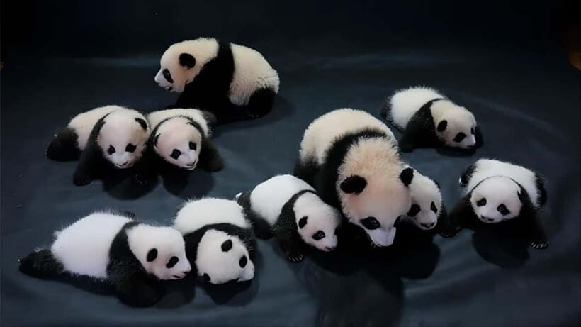 Chengdu Panda Base and Dujiangyan One-Day Private Tour - Price and value: why $17 can work (and what you should check)
