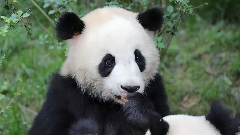 Chengdu Panda Base and Dujiangyan One-Day Private Tour - The private logistics that keep a long day from getting messy