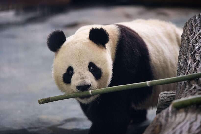 Chengdu: Panda Base Half Day Group Tour - Chengdu Panda Base Timing: How a Half-Day Actually Works
