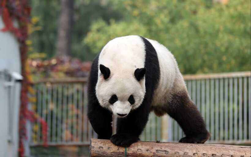 Chengdu: Panda Base Half Day Group Tour - The Guided Small-Group Angle: Getting Answers Without the Guesswork