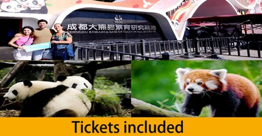 Chengdu panda base half day tour - Why This 4-Hour Format Works at Chengdu’s Panda Base
