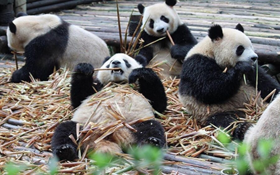 Chengdu panda base half day tour - Skipping the Ticket Line: Worth It at 7:30-9:00