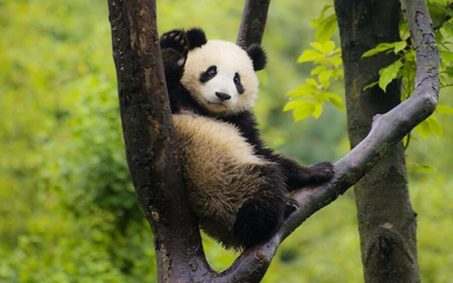 Chengdu panda base half day tour - What You’ll See: Giant Pandas, Red Pandandas, and Even Birds