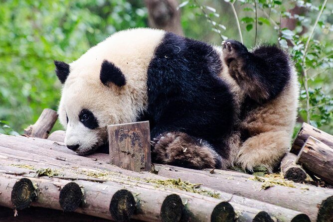 Chengdu: Panda Base Leshan Buddha Tour(or Half Day Panda Base ) - Stop 1: Chengdu Panda Base Time That Lets You Actually Watch