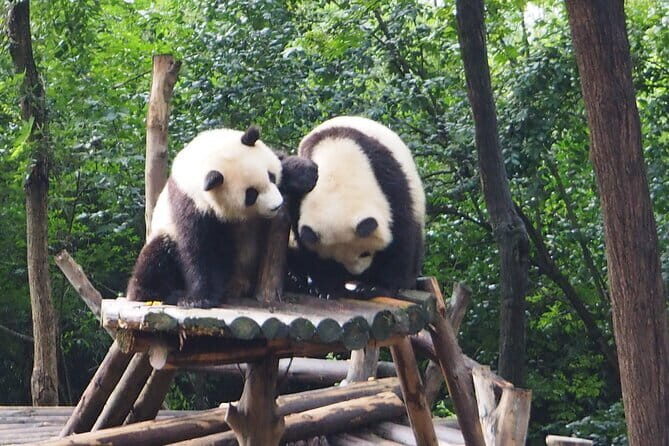 Chengdu Panda Breeding Base Ticket w/ Optional Transfer or Guide - Key things to know before you go