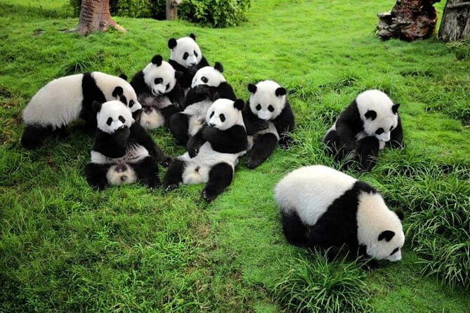 Chengdu Panda Breeding Base Ticket w/ Optional Transfer or Guide - Entering the Chengdu Panda Breeding Research Base: What You’ll See