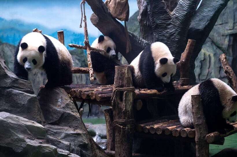 Chengdu: Panda Breeding Base Tickets Booking - Getting to Panda Base: taxi vs. public transit from Chengdu