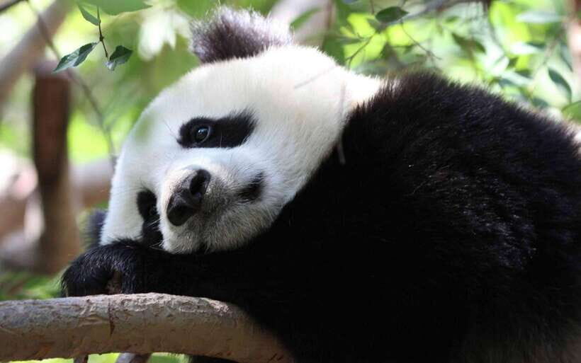 Chengdu: Panda Breeding Base Tickets Booking - What $19 gets you: value compared to the hassle it removes