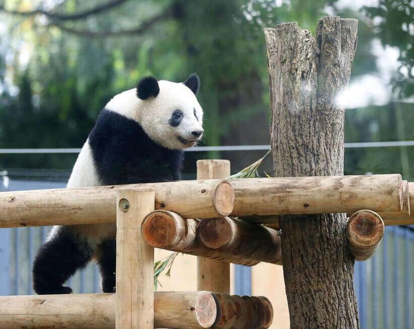 Chengdu: Panda Breeding Base Tickets Booking - A few details that can make or break the day