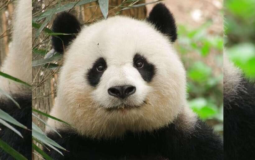 Chengdu: Panda Breeding Base Tickets Booking - Tickets that save time: skipping the line and starting with ease