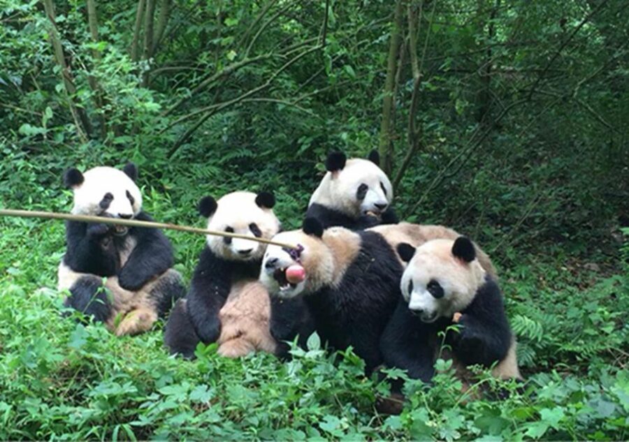Chengdu panda & Leshan Buddha One Day Private Tour - Key things that make this tour work