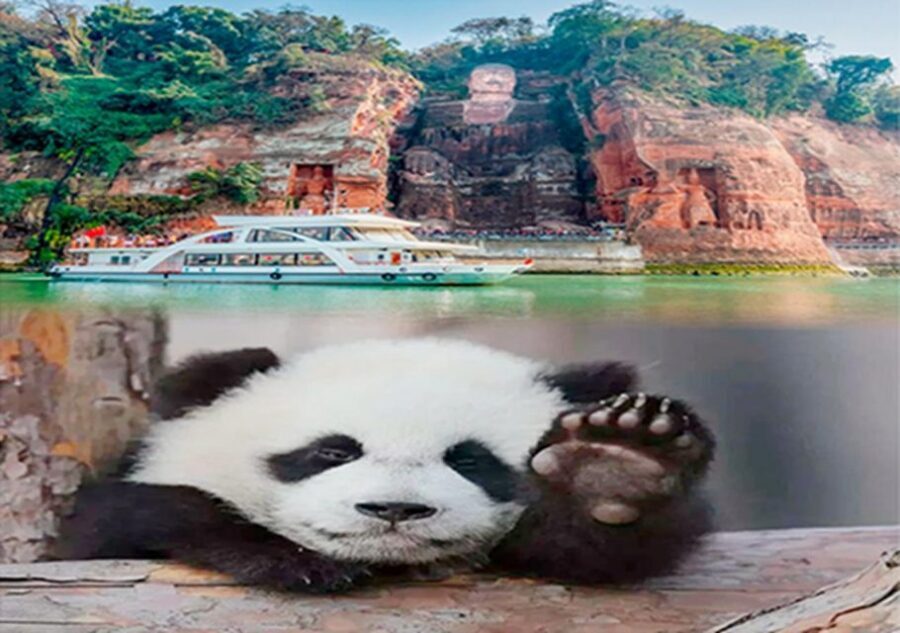 Chengdu panda & Leshan Buddha One Day Private Tour - What the Tour Gets Right (and Who It Fits Best)