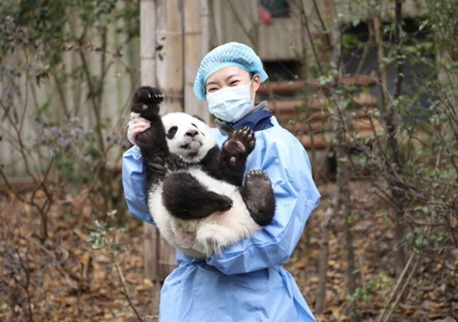 Chengdu panda & Leshan Buddha One Day Private Tour - Price and Logistics: Is $185 Good Value?