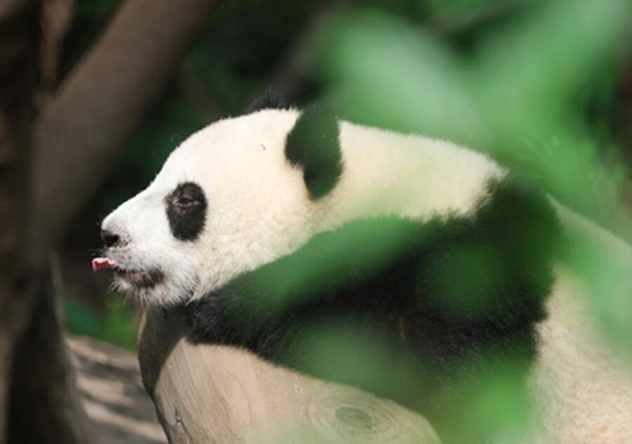 Chengdu panda & Leshan Buddha One Day Private Tour - Should You Book This One-Day Private Tour?