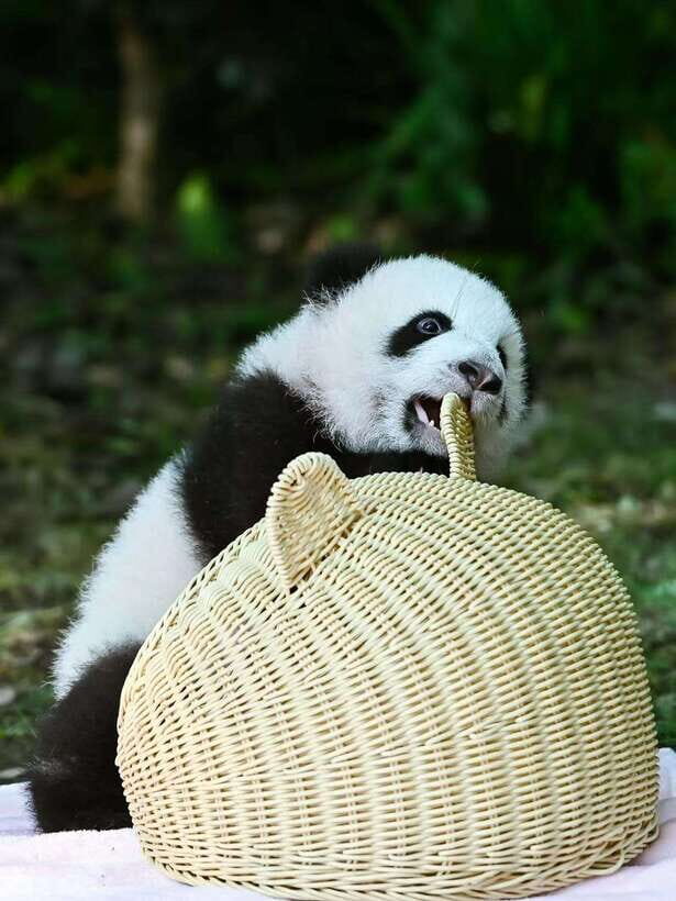 Chengdu: Panda Research Base Ticket or Private Transfer Tour - Panda Base Basics: What You’re Really Seeing
