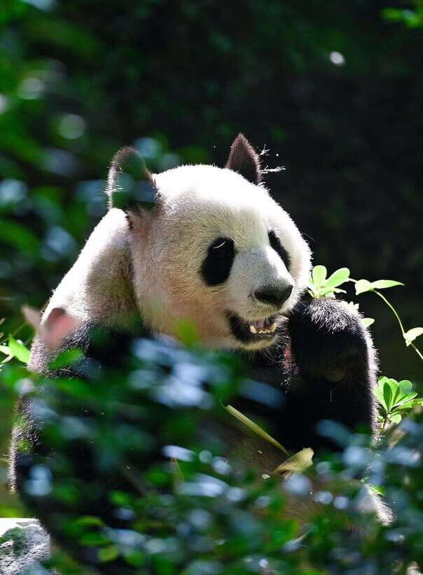 Chengdu: Panda Research Base Ticket or Private Transfer Tour - Inside the Grounds: Panda Villas, Feeding Zones, and Photo Stops