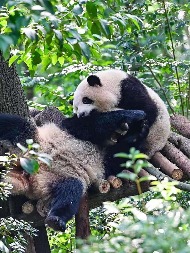 Chengdu: Panda Research Base Ticket or Private Transfer Tour - Service Staff Support: Route Planning Without Needing a Guide