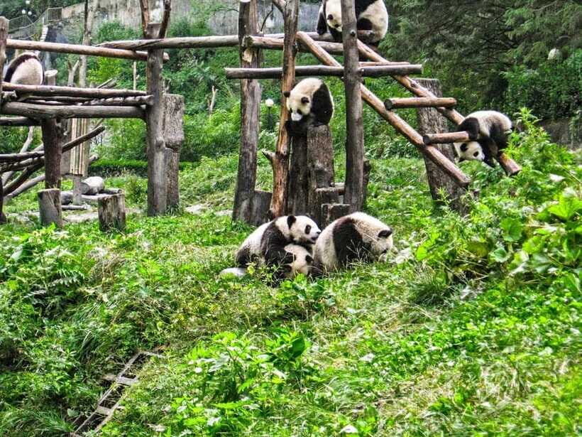 Chengdu: Panda Research Base Ticket or Private Transfer Tour - Price and Value: Why This Is a Good Panda-First Day