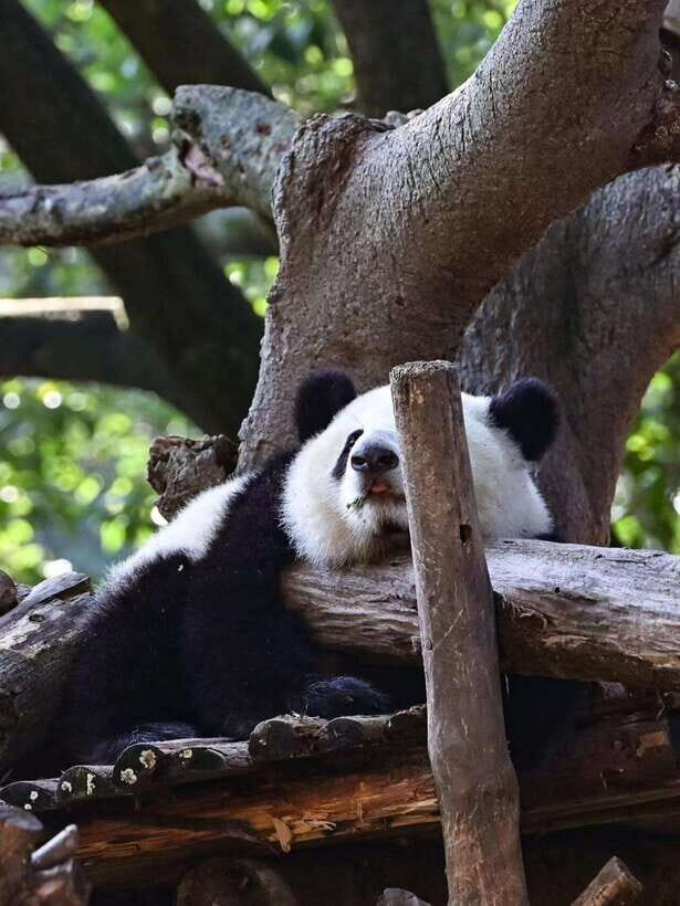 Chengdu: Panda Research Base Ticket or Private Transfer Tour - Who Should Book This and Who Might Want Another Option