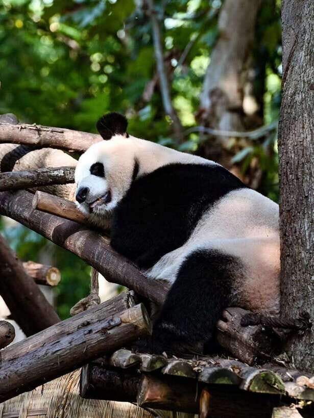 Chengdu: Panda Research Base Ticket or Private Transfer Tour - FAQ