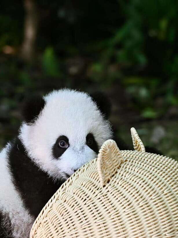 Chengdu: Panda Research Base Ticket or Private Transfer Tour - Entering With a Timed Ticket: Why 4 Hours Feels Just Right
