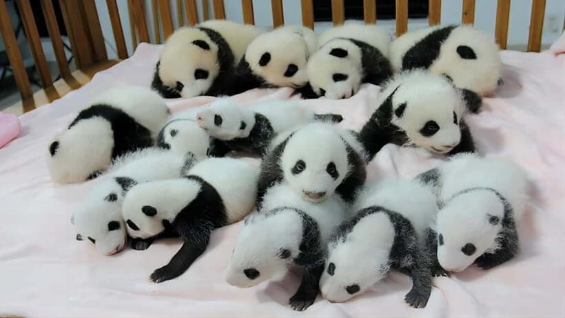 Chengdu: Panda Research Base Ticket or Volunteer Day Trip - Price and value: what $9 really means in practice