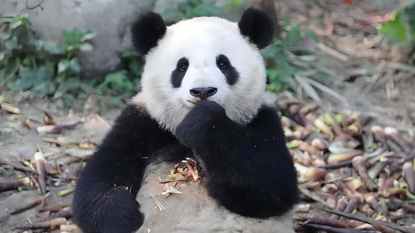 Chengdu: Panda Research Base Ticket or Volunteer Day Trip - Crowds, noise, and when your panda sightings will feel better