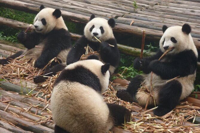 Chengdu Panda Research Base Tickets And Optional Private Tour - Chengdu Panda Base: research, breeding, and what you’ll realistically see