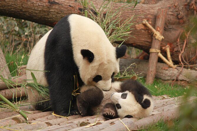 Chengdu Panda Research Base Tickets And Optional Private Tour - Tickets, private guide, and why $16 can be a good value