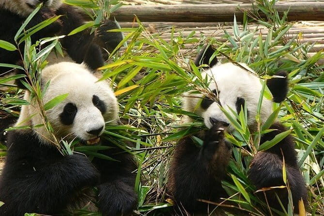 Chengdu Private Day Tour to Emei Mountain with Lunch and Cable Car Ride - Lunch at the Golden Summit: where downtime matters