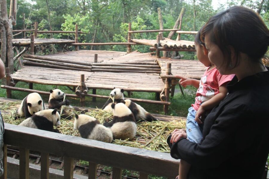 Chengdu: Private Panda Base Tour with 80 Pandas - Key Things You’ll Notice