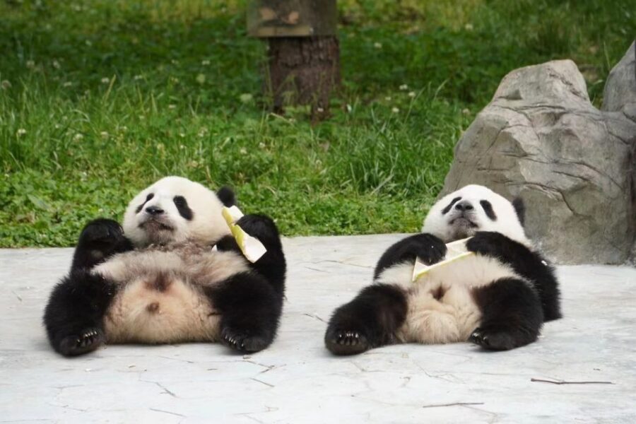 Chengdu: Private Panda Base Tour with 80 Pandas - Should You Book This Private Panda Base Tour with 80 Pandas?