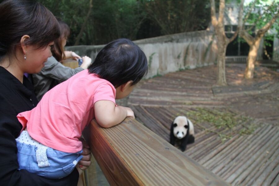 Chengdu: Private Panda Base Tour with 80 Pandas - The Bugs and the Comfort Stuff You Should Plan For