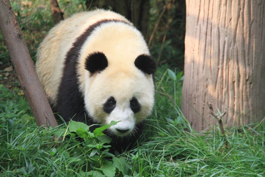 Chengdu: Private Panda Base Tour with 80 Pandas - The Half-Day Panda Tour Plus: Leshan Buddha, Huanglongxi, or Chengdu City