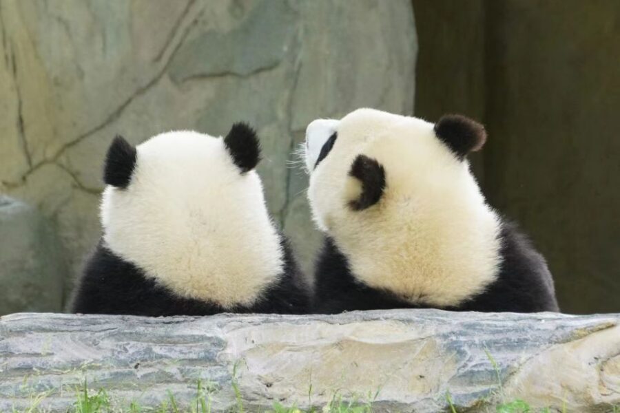 Chengdu: Private Panda Base Tour with 80 Pandas - Price and Value: When $75 Makes Sense (and When It Might Not)