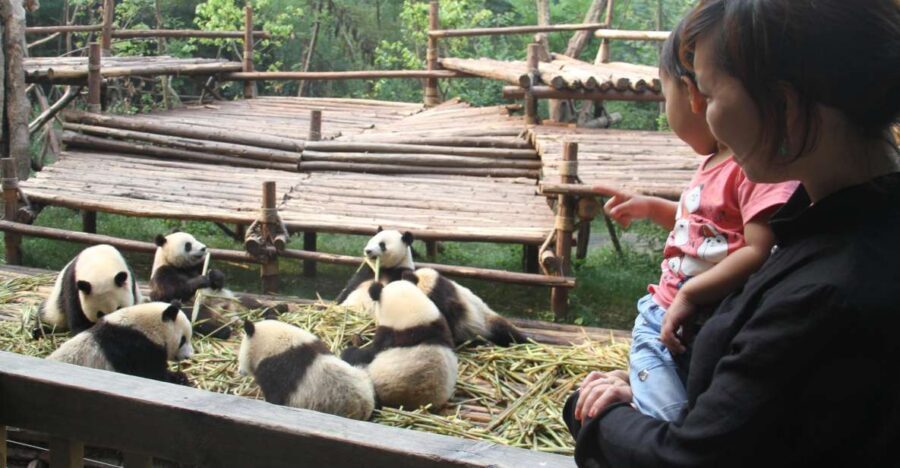 Chengdu: Private Panda Base Tour with 80 Pandas - Morning vs Afternoon Pickup: How Your Start Time Changes Everything