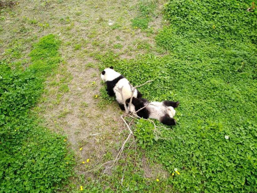 Chengdu: Private Panda Tour at Panda Breeding Base - Key highlights you’ll actually notice