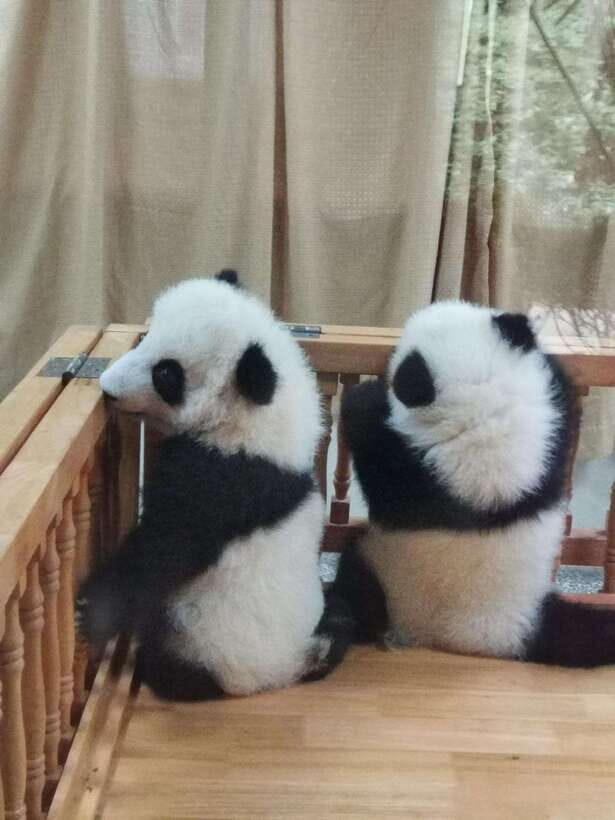 Chengdu: Private Panda Tour at Panda Breeding Base - Should You Book This Private Panda Base Tour?