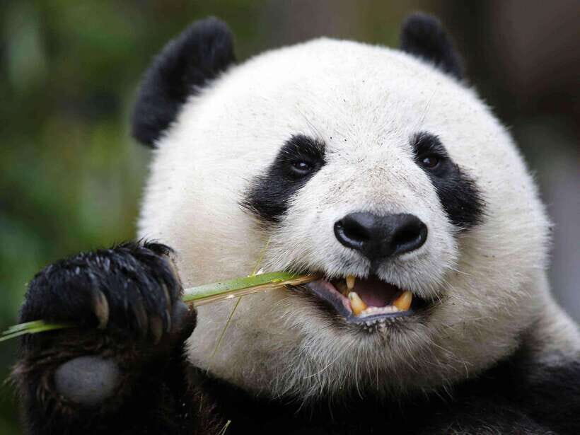 Chengdu: Private Panda Tour at Panda Breeding Base - Private Pickup in Chengdu: Start Easy, Stay on Schedule