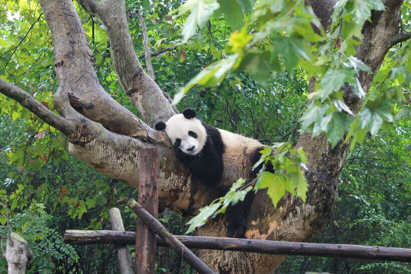 Chengdu: Private Panda Tour at Panda Breeding Base - The Panda Documentary: Learning Without Turning Your Day Into School