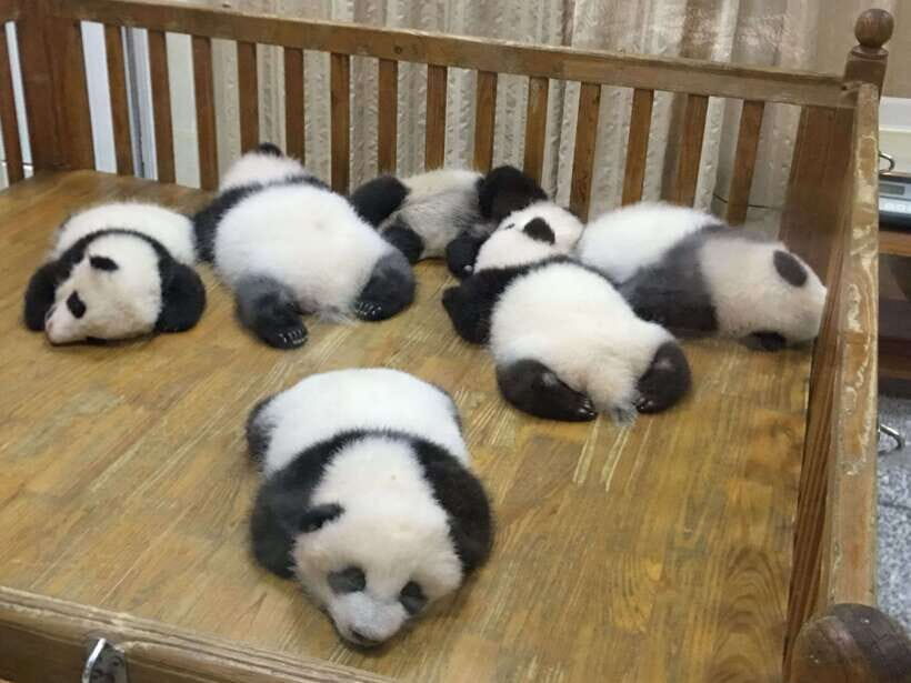 Chengdu: Private Panda Tour at Panda Breeding Base - Price and Logistics: What You’re Paying For (and What You’re Not)