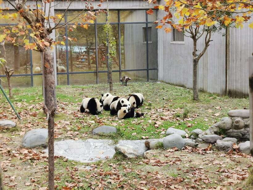 Chengdu: Private Panda Tour at Panda Breeding Base - Timing, Crowds, and What to Bring