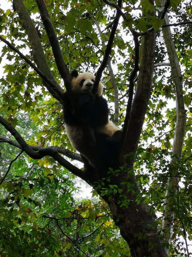 Chengdu: Private Panda Tour at Panda Breeding Base - Who This Private Panda Tour Suits Best