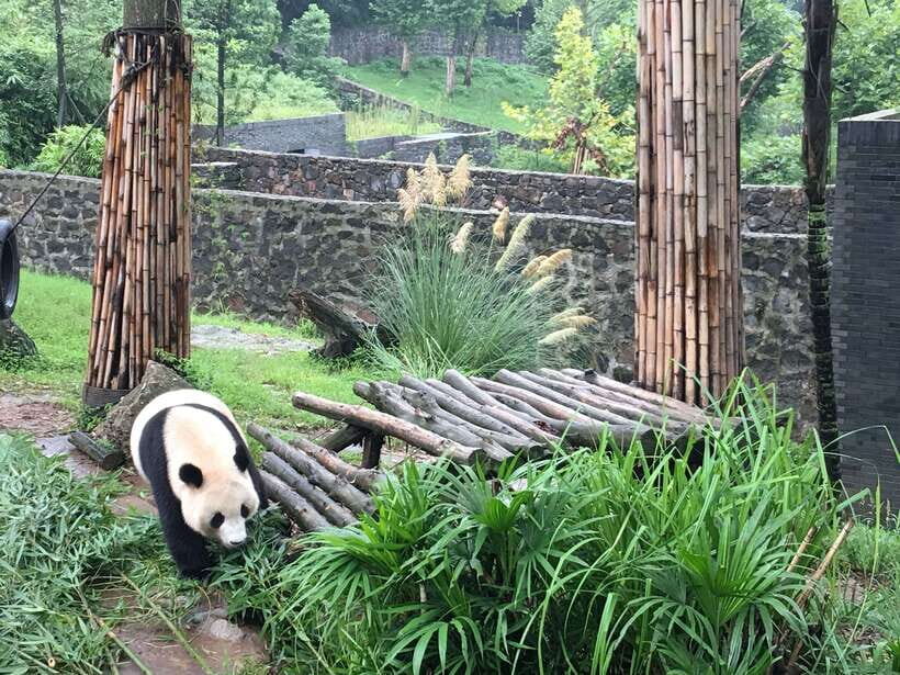 Chengdu: Private Panda Tour at Panda Breeding Base - Entering the Research Base: Bamboo Walks and the First Big Panda Moments